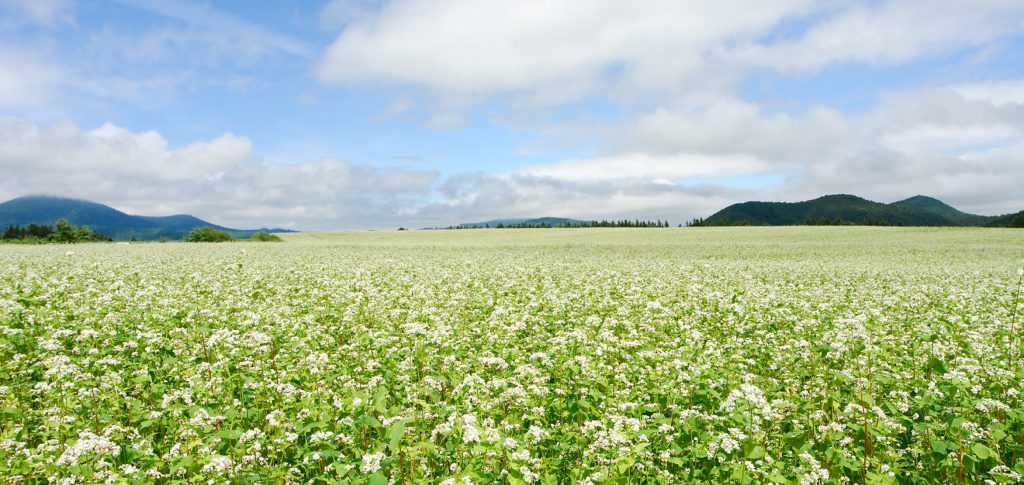 満開のそばの花、直営そば畑「あしろ農場」