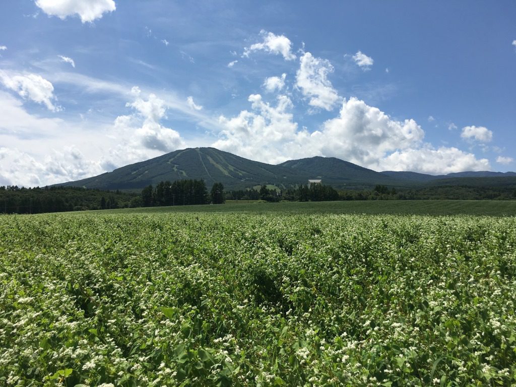 岩手・八幡平　そば畑