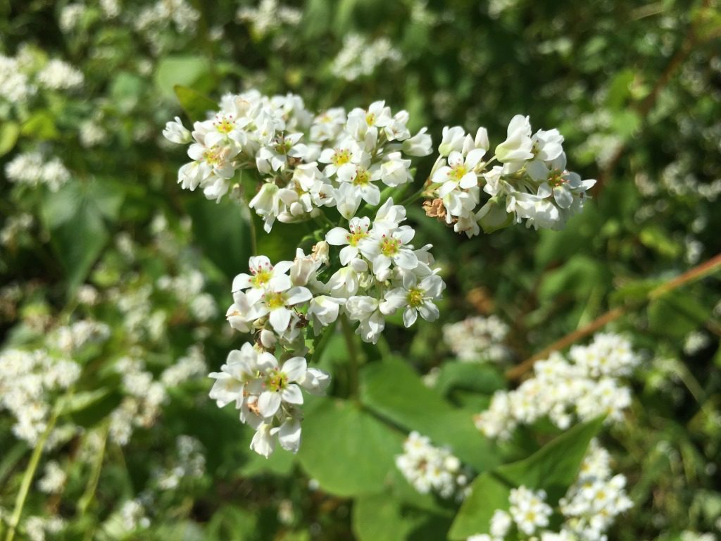 そばの花