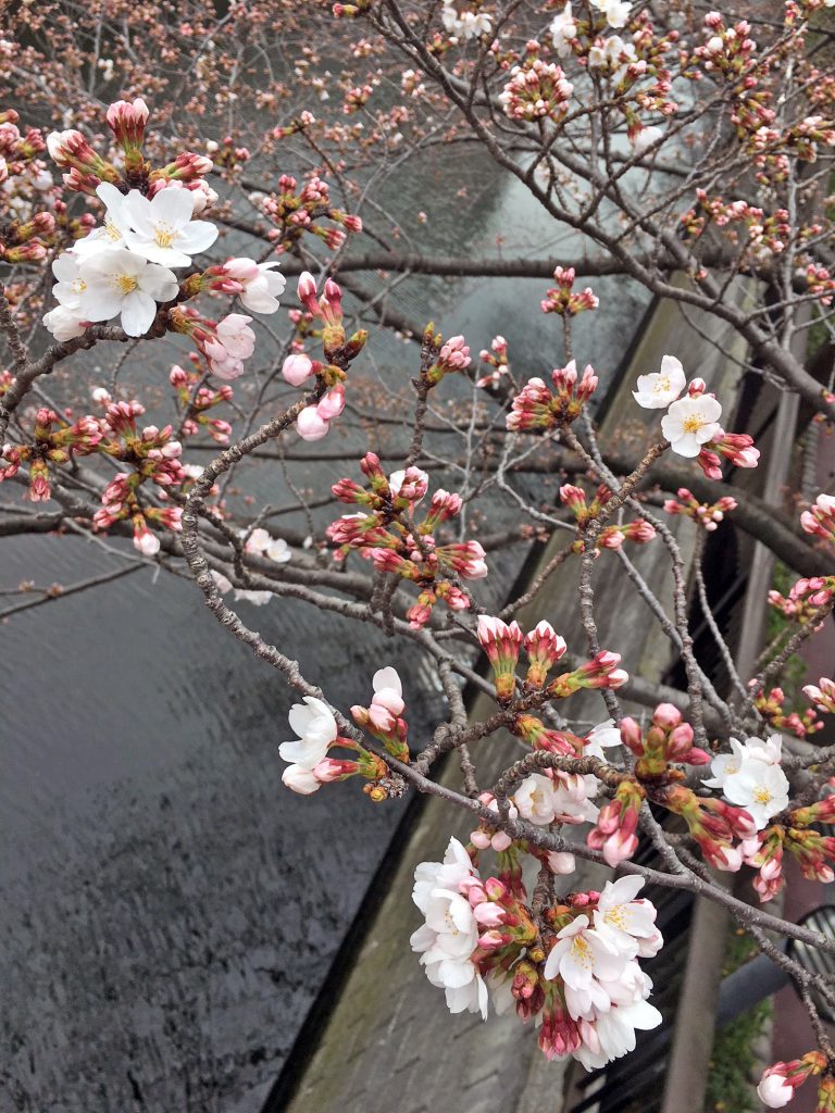 目黒川の桜