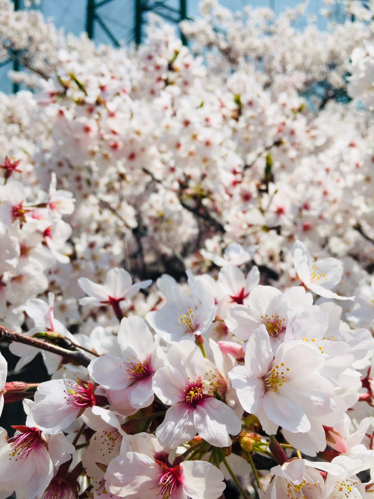 目黒の桜