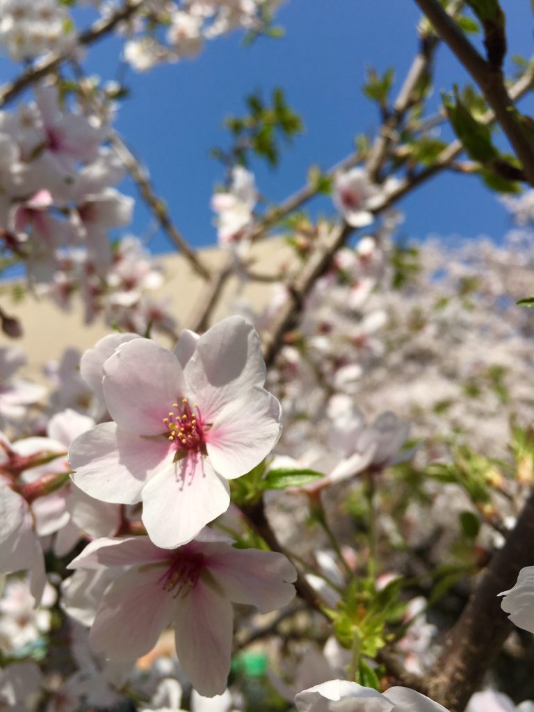 目黒の桜