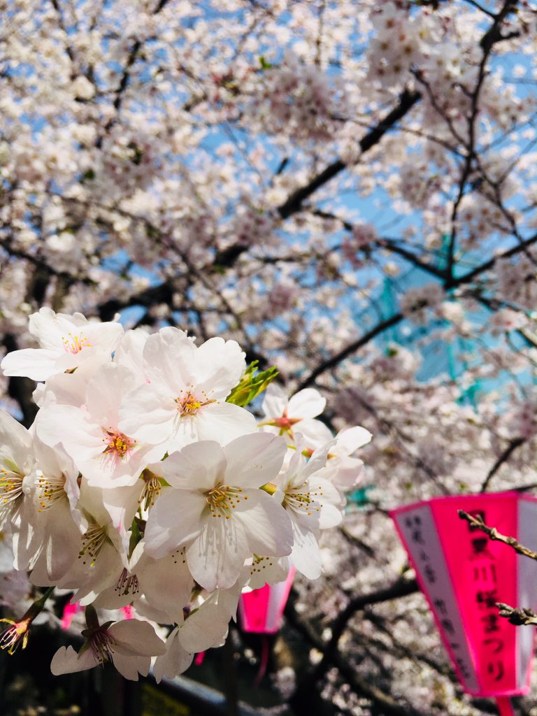 目黒の桜