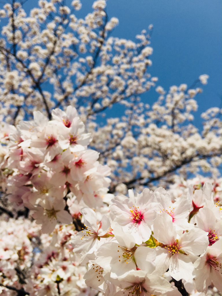 目黒の桜