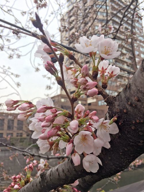 目黒川の桜